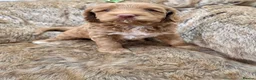 Australian Labradoodle dogs for sale: 100% WALA registered Australian Labradoodles - Advert 4