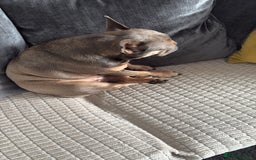 French Bulldog dogs for sale: Beautiful Luna needs a new home - Image 2