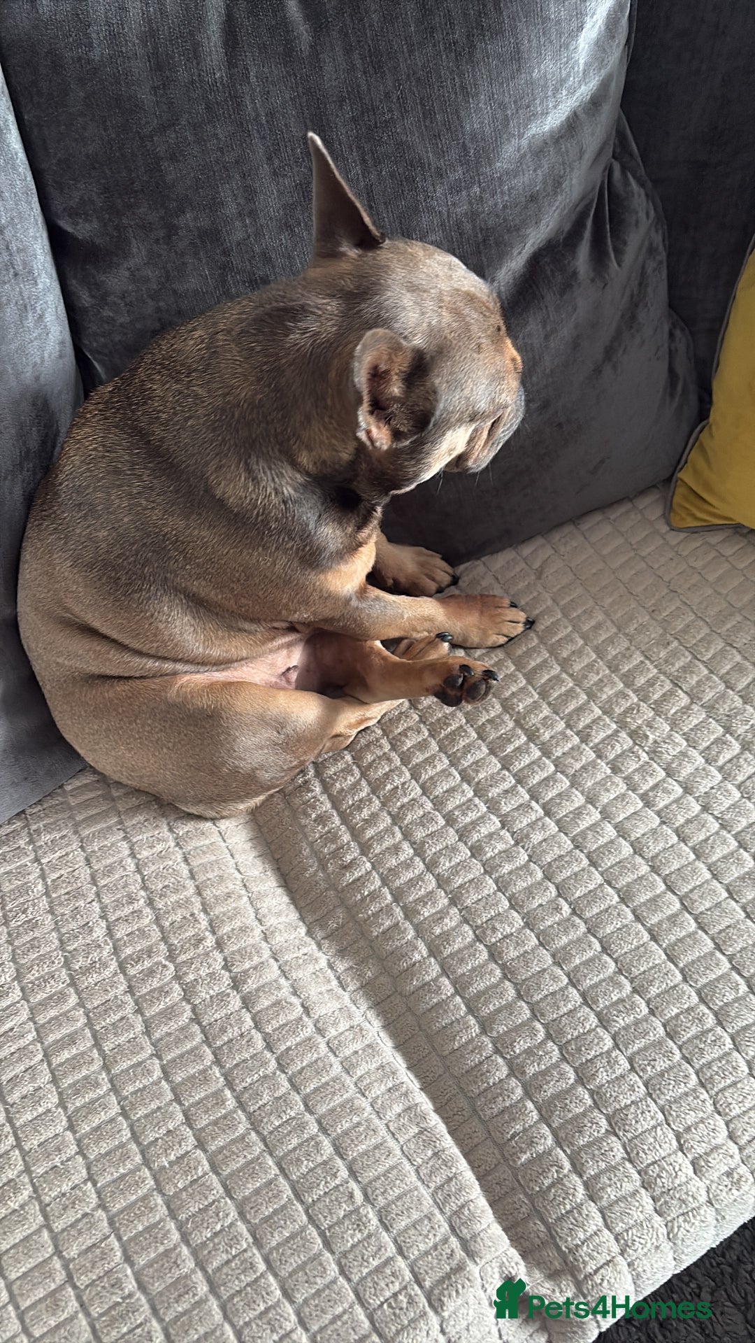 French Bulldog dogs for sale: Beautiful Luna needs a new home - Image 2