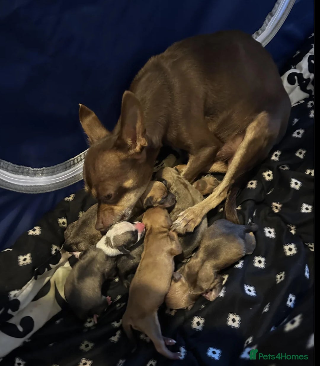 Chihuahua dogs for sale: Chihuahua puppy price ono - Image 5
