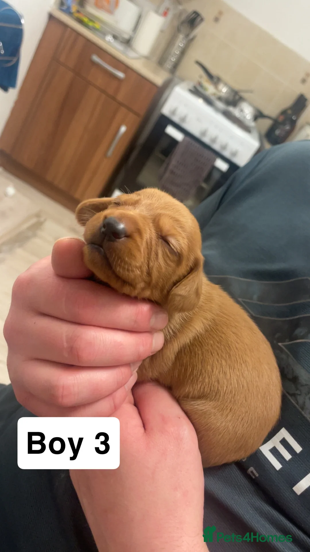 Mixed Breed dogs for sale: Cocker spaniel x dachshund puppies  - Advert 4