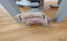 Mastiff dogs for stud: Neapolitan Mastiff cross (Sabre) - Image 7