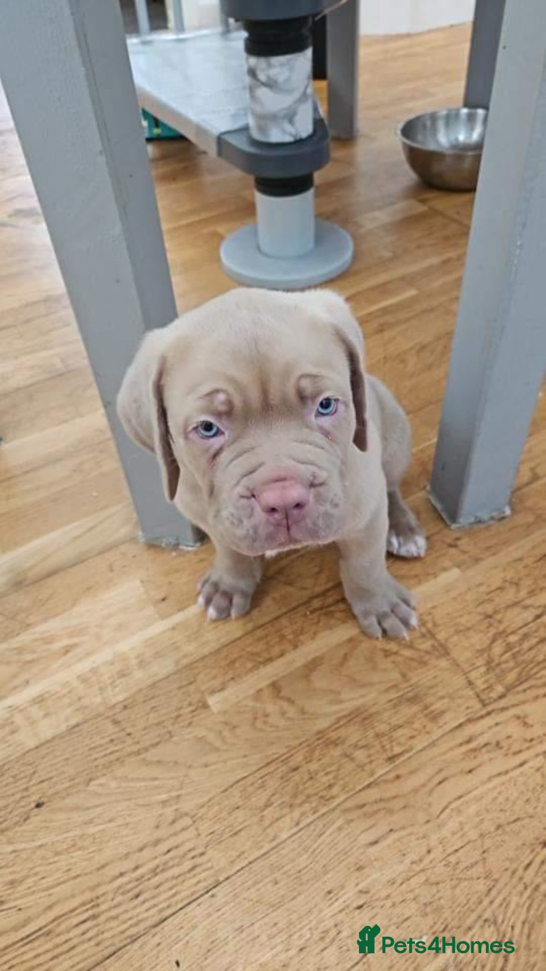 Mastiff dogs for stud: Neapolitan Mastiff cross (Sabre) - Image 7