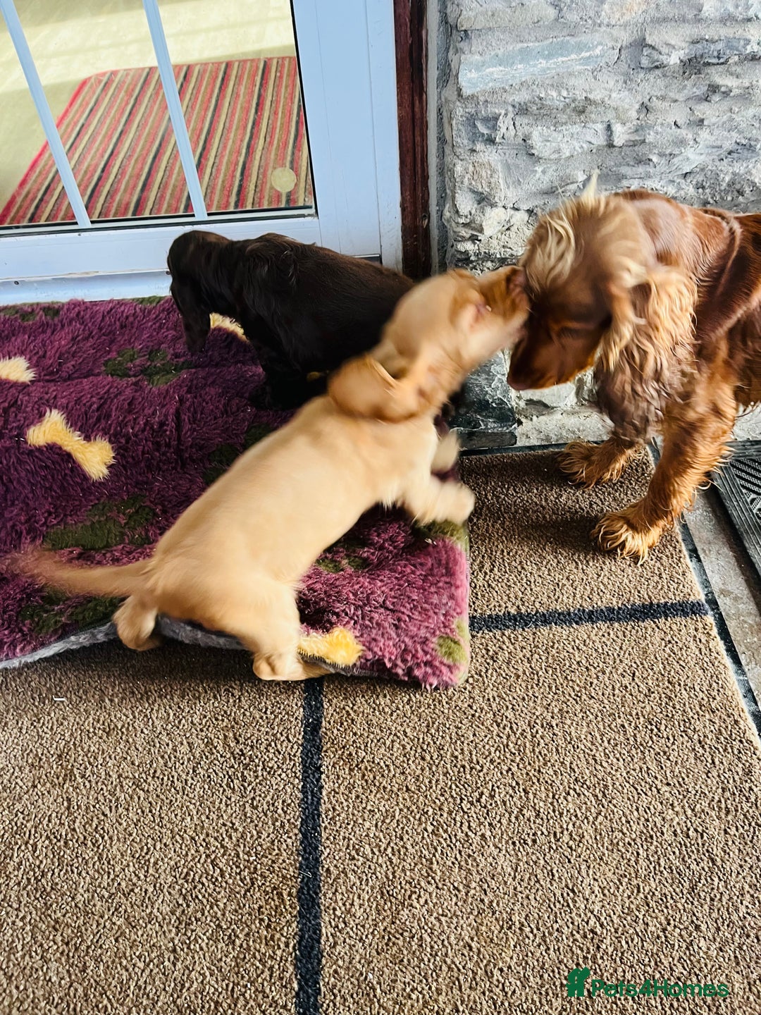 Cocker Spaniel dogs for sale: Health tested KC reg low co eff show type cockers - Advert 8
