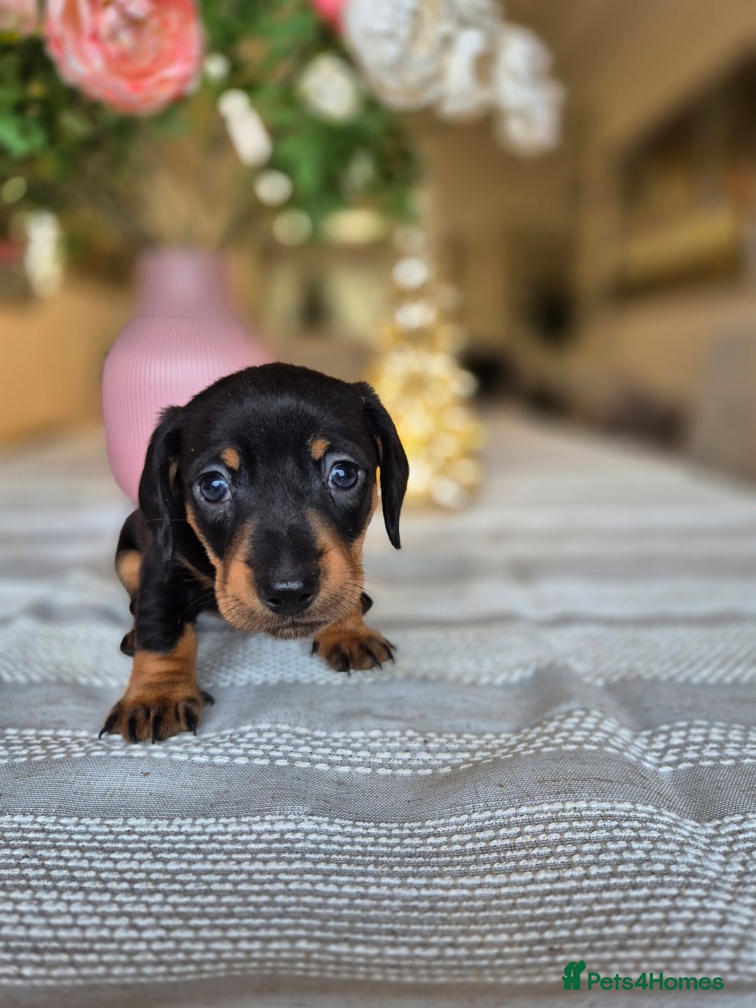 Dachshund dogs for sale: 💙Miniature Dachshund puppies! First litter!🩷  - Advert 21