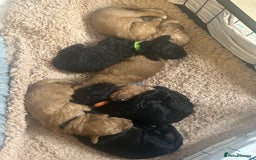 Cockapoo dogs for sale: 🐾 Gorgeous F2 Cockapoo Puppies for sale 🐾  - Image 1