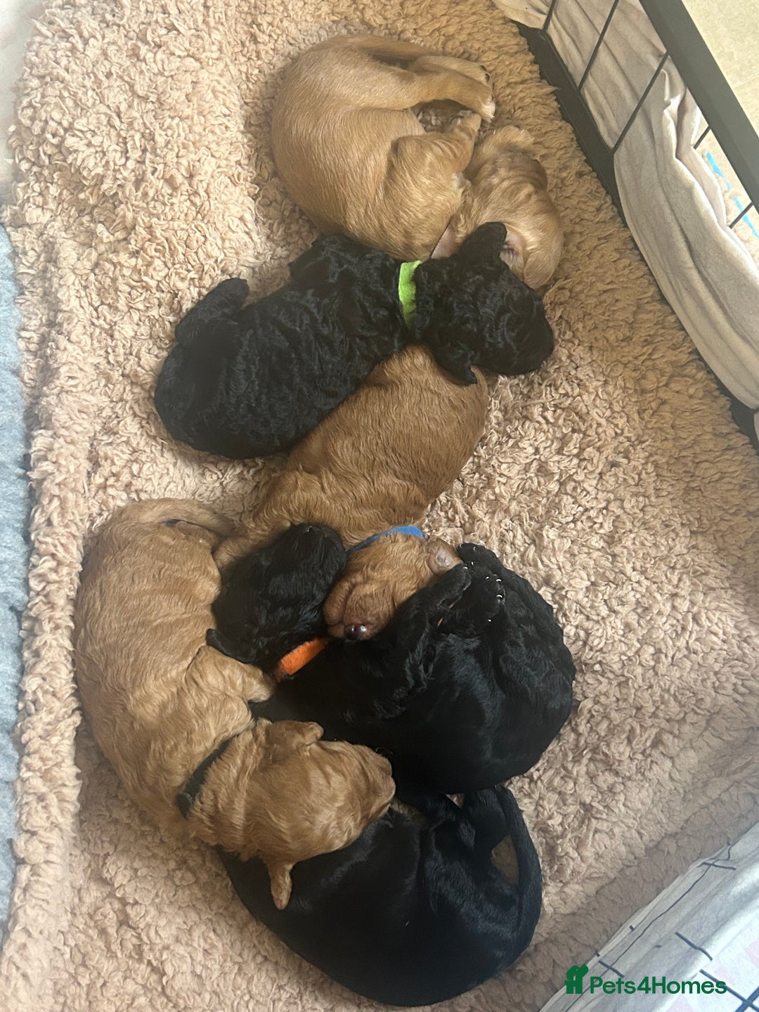 Cockapoo dogs for sale: 🐾 Gorgeous F2 Cockapoo Puppies for sale 🐾  - Image 1