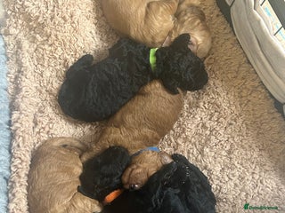 Cockapoo dogs - Advert 11