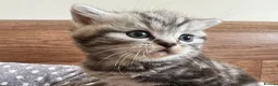 British Shorthair cats for sale: GCCF Rare Show Quality BSH Silver Tabby Kittens  - Advert 19