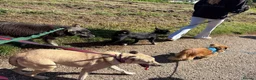 Mixed Breed dogs for adoption: Ivy - Norwich Norfolk  in Norwich - Advert 10