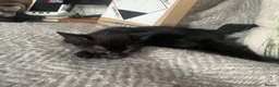 Bengal cats for sale: Gorgeous Bengal x British Short hair kittens - Advert 3