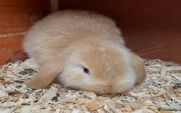 Mini Lop rabbits for sale: Gorgeous mini lops ready now! - Advert 7