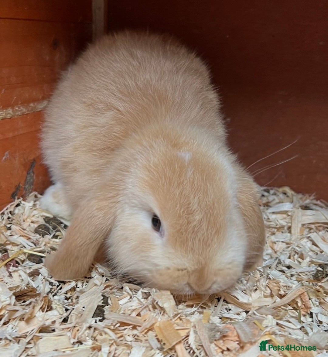Mini Lop rabbits for sale: Gorgeous mini lops ready now! - Advert 7