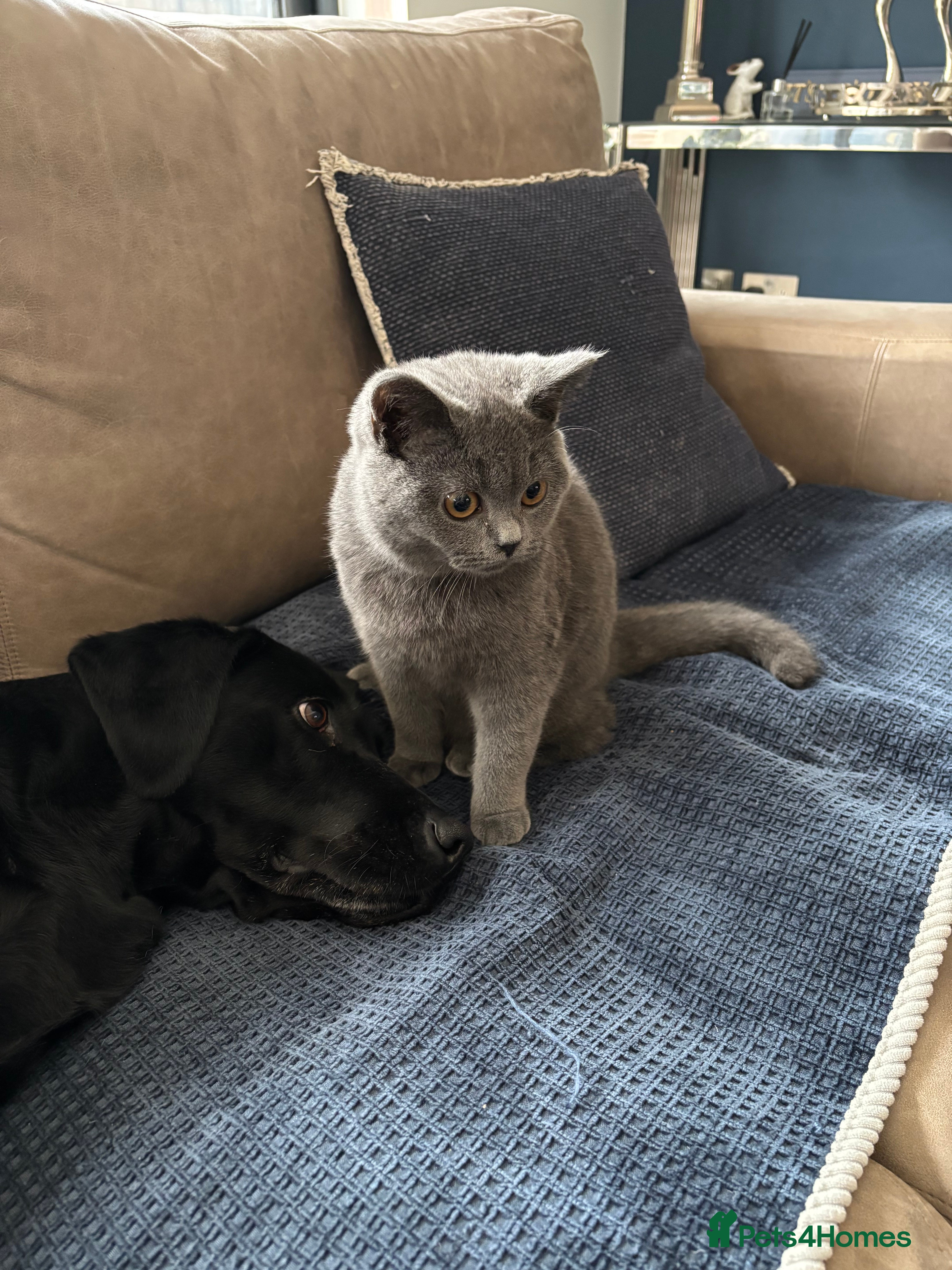 British Shorthair cats Beautiful British shorthair kitten - Advert 1