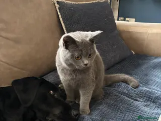 British Shorthair cats Beautiful British shorthair kitten - Advert 12