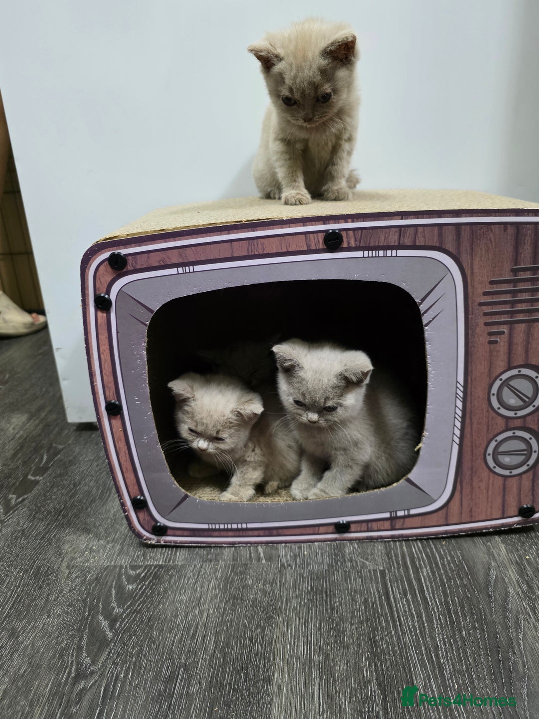 British Shorthair cats for sale: Beautiful British shorthair kittens - Image 6