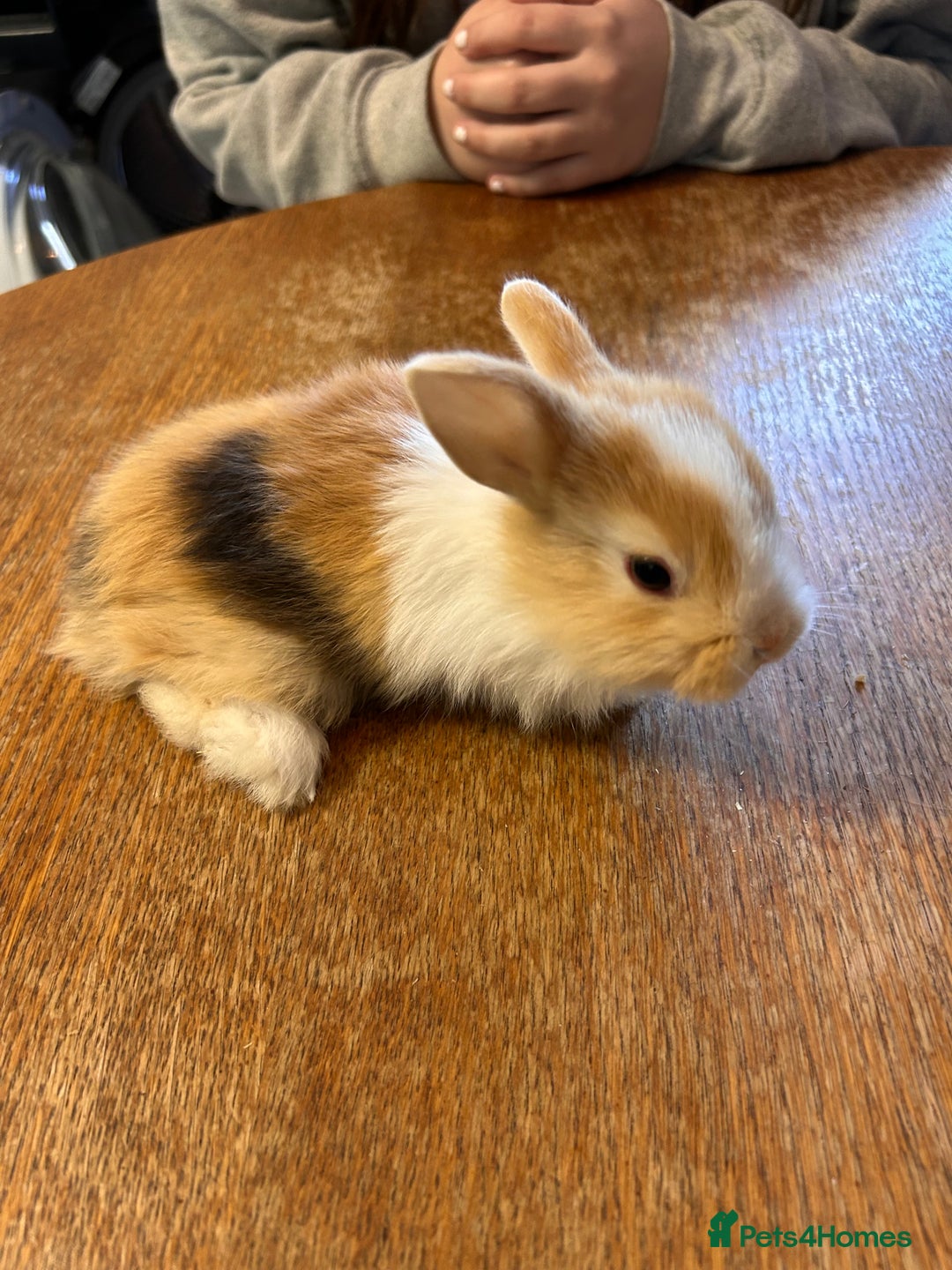 Netherland Dwarf rabbits for sale: Baby bunnies - Image 5