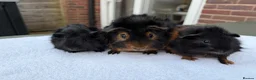 Guinea Pig rodents for sale: 3 x male guinea pigs ( Dad and his two sons )  - Advert 4
