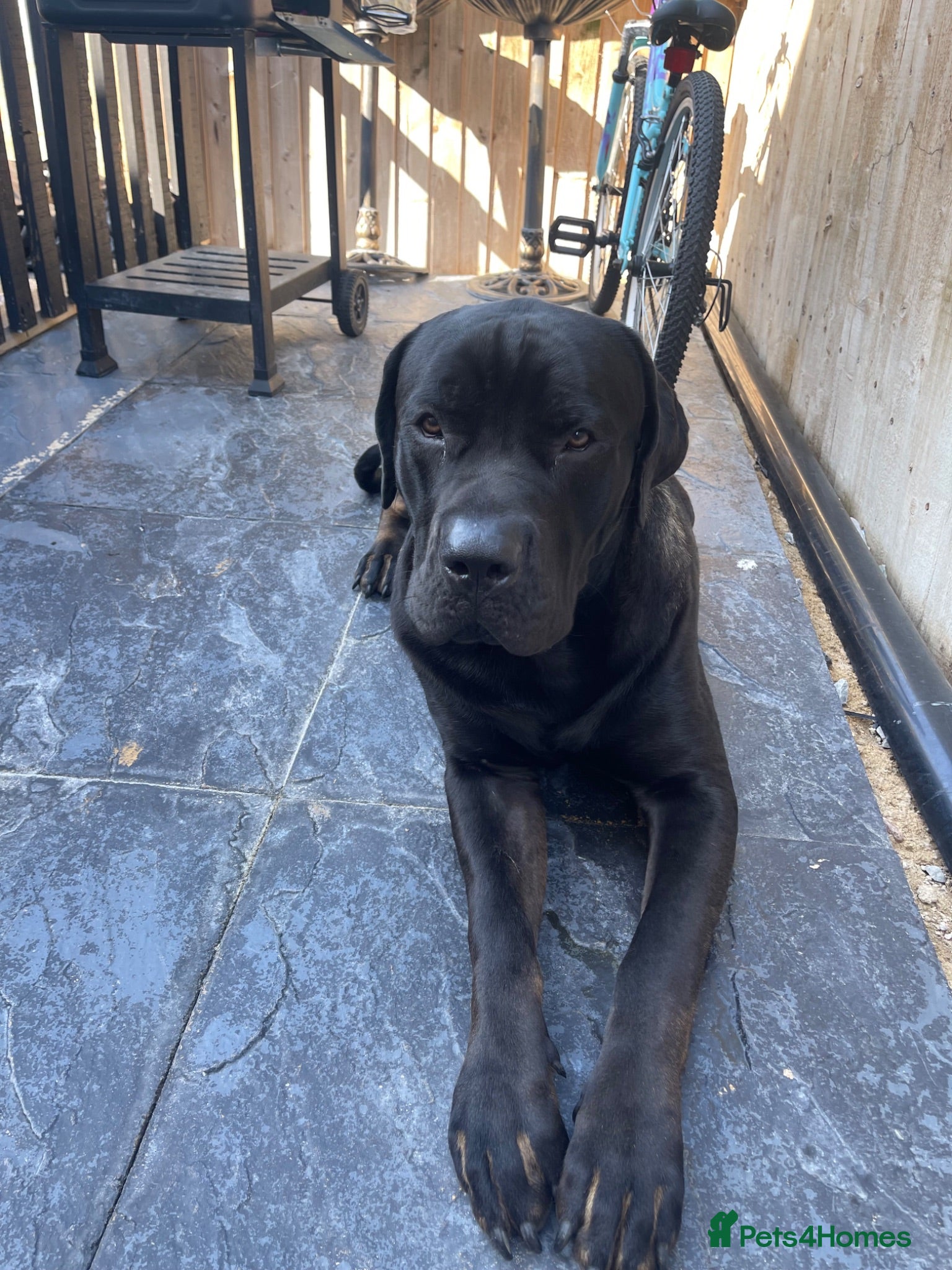 Cane Corso dogs Free cane corso male 11months  - Advert 3