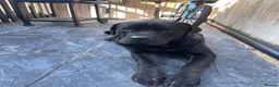 Cane Corso dogs for sale: Free cane corso male 11months  - Advert 1