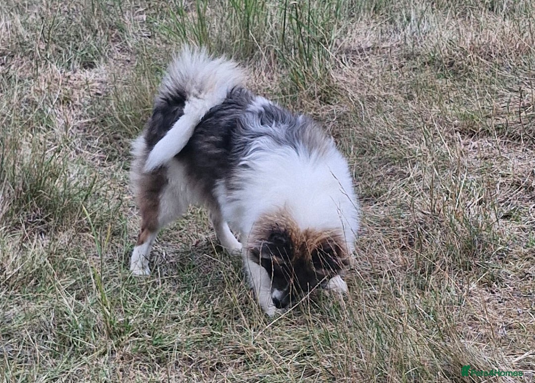 Pomsky dogs for sale: Pomsky merle bitch  - Image 5
