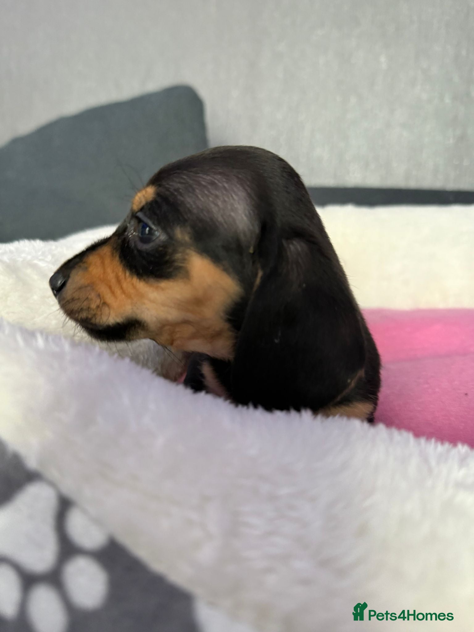 Dachshund dogs Gorgeous litter Only girls left🌈 - Advert 3