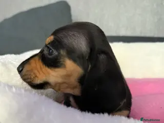 Dachshund dogs Gorgeous litter Only girls left🌈 - Advert 3