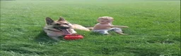 German Shepherd dogs for sale: Working line Shepherd pups - Advert 28