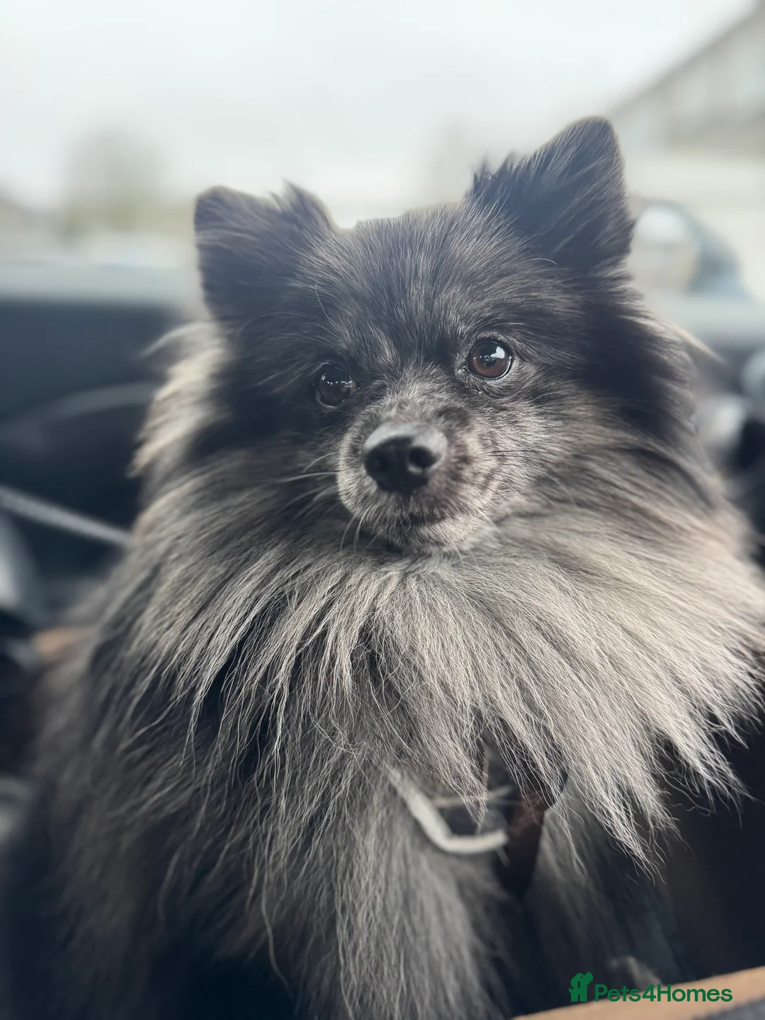 Pomeranian dogs for stud: High-Quality Wolf Sable Pomeranian Stud| Abu Dhabi - Advert 3