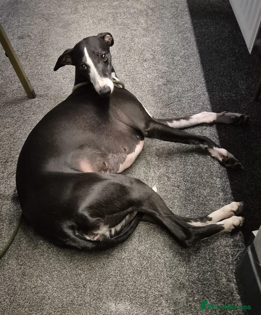 Whippet dogs for sale: Male Whippet 10 months old - Advert 4