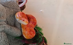 Corn Snake reptiles for sale: 🔥 🌽 🐍 Flame colour corn snake 🐍 🌽 🔥 - Image 1