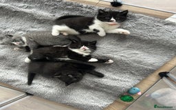 British Shorthair cats for sale: Amazing BSH Kittens  - Image 4