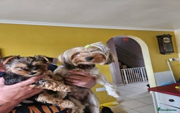 Yorkshire Terrier dogs for sale: Girl Yorkshire terrier puppy - Image 5