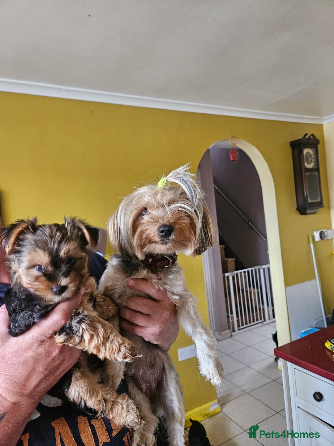 Yorkshire Terrier dogs for sale: Girl Yorkshire terrier puppy - Image 5