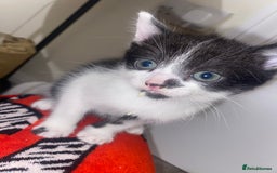 Domestic Shorthair cats for sale: Male/female kittens - Image 5