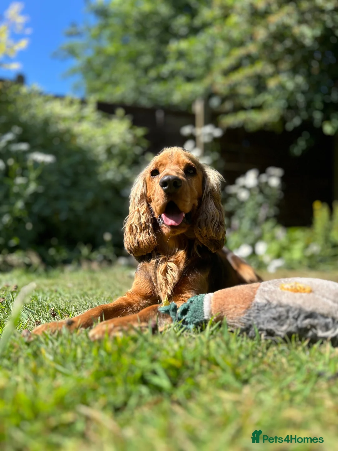 Cocker Spaniel dogs for sale: Two year old male cocker spaniel  in Wolverhampton - Advert 6