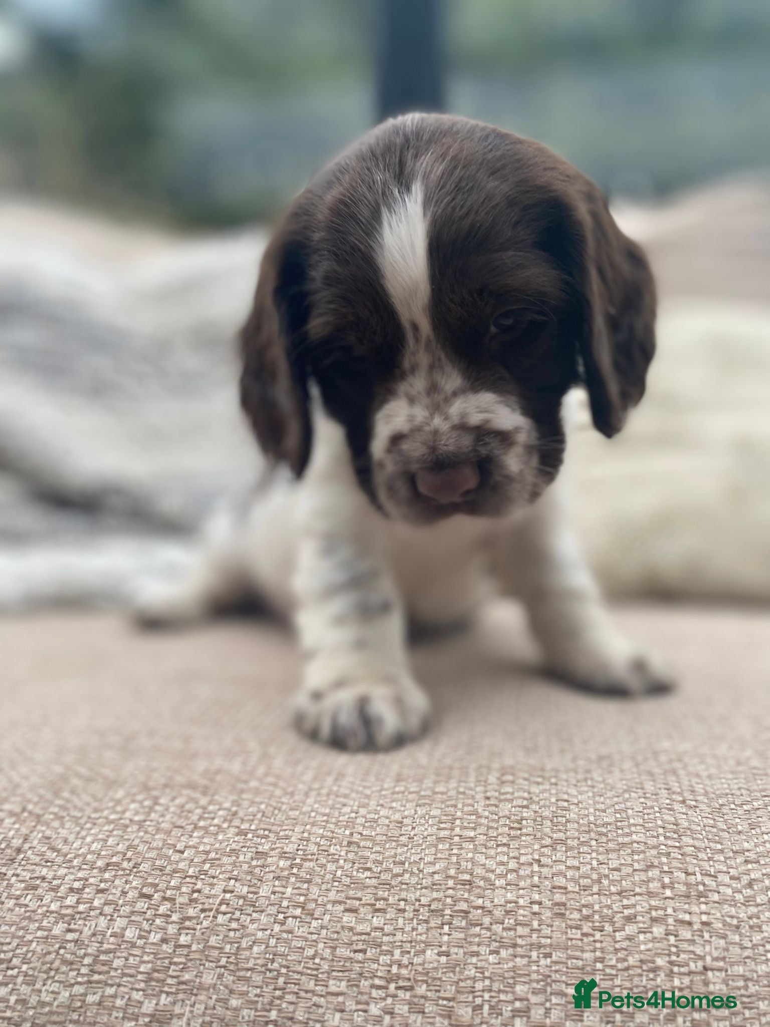 Sprocker dogs Chocolate & white Sprocker Puppies - 5 remaining  - Advert 1