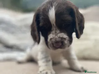 Sprocker dogs Chocolate & white Sprocker Puppies - 5 remaining - Advert 1