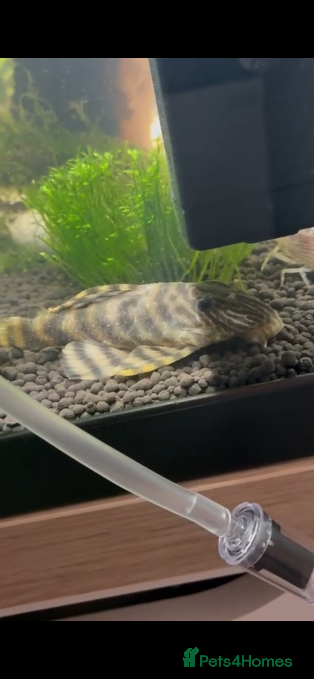 Plecos fish for sale: Pleco for sale  - Advert 3
