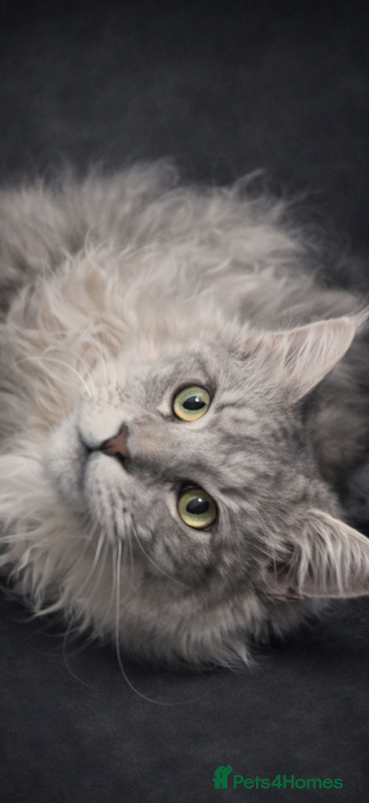 Maine Coon cats STUD AVAILABLE  - Advert 11