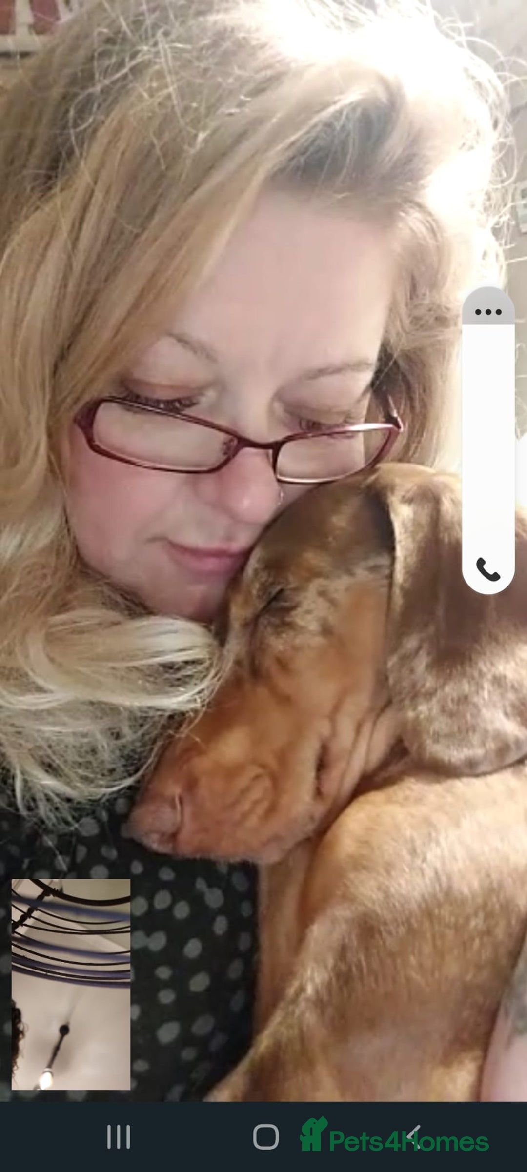 Miniature Dachshund dogs for sale: Tiny Timothy needs a new knee to snuggle up on  - Advert 5