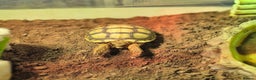 Tortoise reptiles for sale: 2 Sulcata tortoise - Advert 3