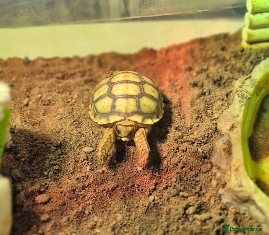 Tortoise reptiles for sale: 2 Sulcata tortoise - Advert 3