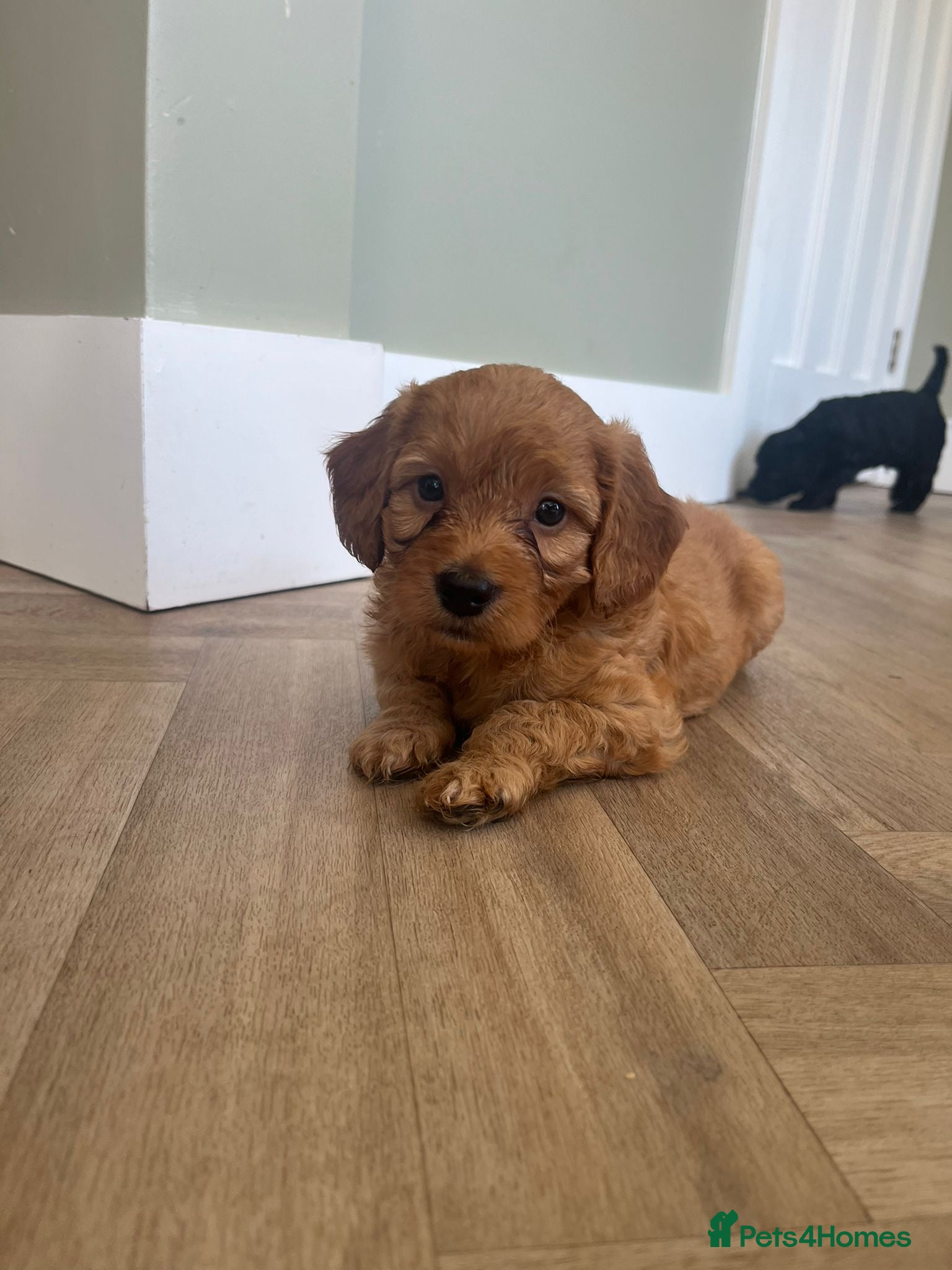 Cockapoo dogs Gorgeous Red F1 cockapoo puppies!  - Advert 9