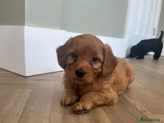 Cockapoo dogs Gorgeous Red F1 cockapoo puppies! - Advert 9