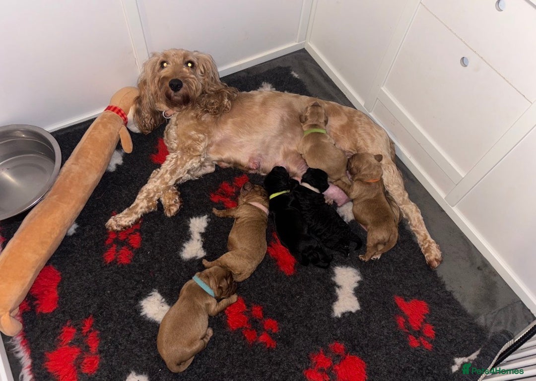 Cockapoo dogs for sale: 🐾 F2 COCKAPOO PUPPIES 🐾 - Advert 3