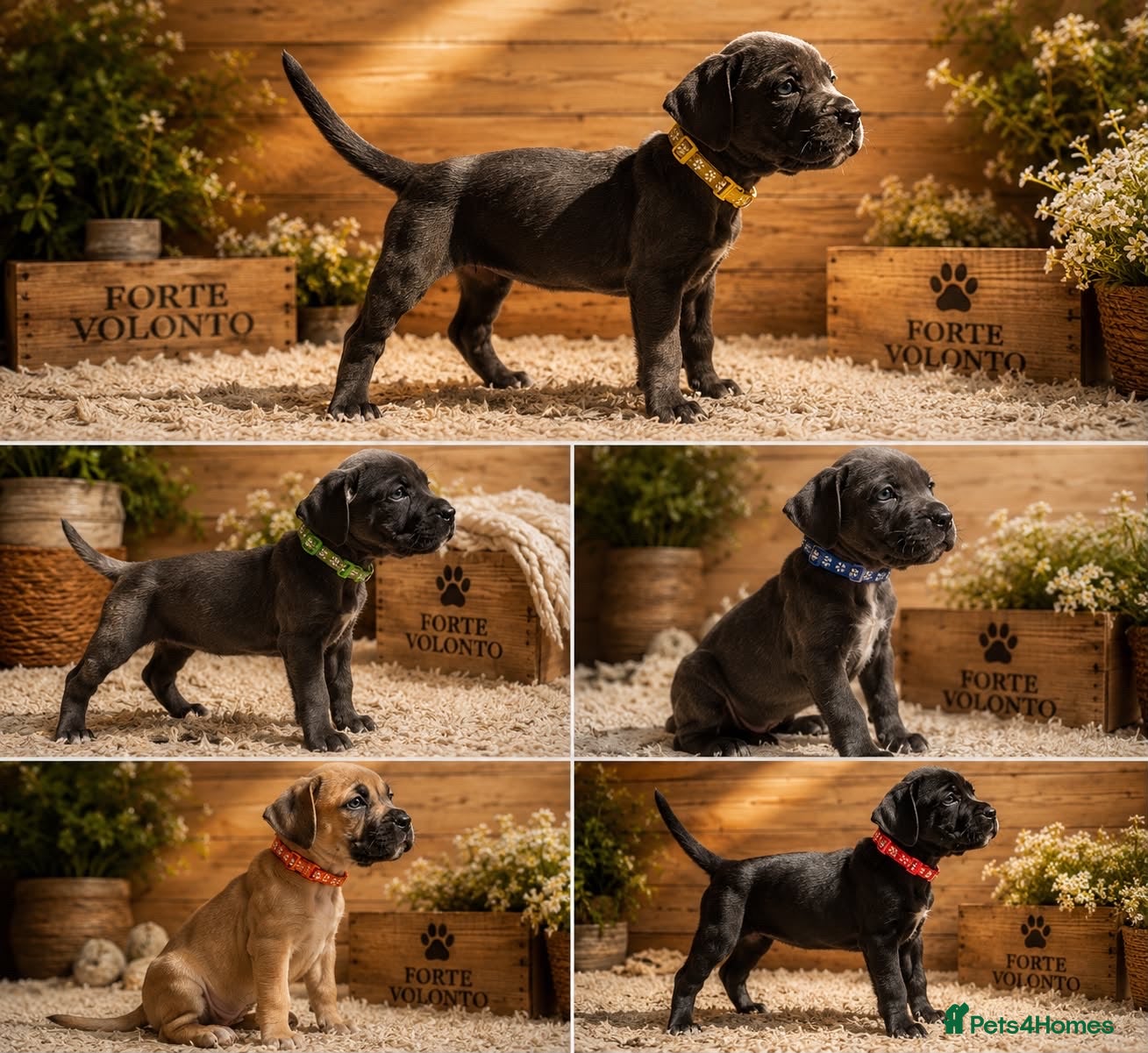 Cane Corso dogs Stunning champion bloodline cane corso💕 - Advert 1