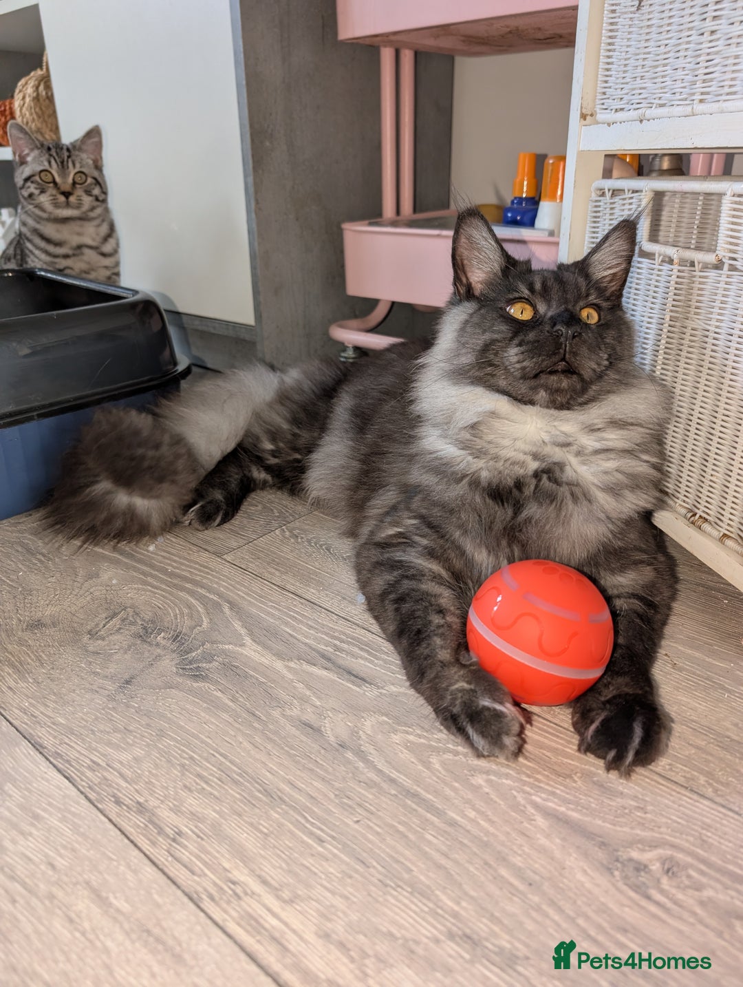 Maine Coon cats for sale: Tica active black smoke mainecoon - Advert 3