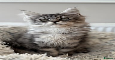 Maine Coon cats - Advert 12
