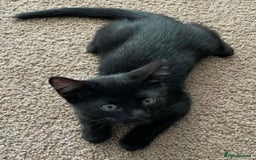 Mixed Breed cats for sale: Female black kitten  - Image 1